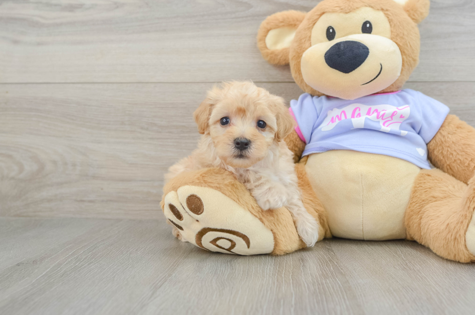 5 week old Maltipoo Puppy For Sale - Premier Pups