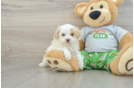 Best Maltipoo Baby
