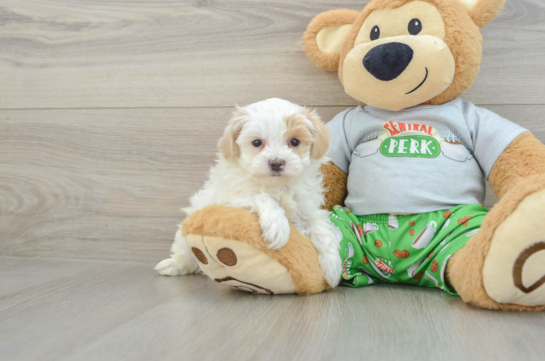 Best Maltipoo Baby