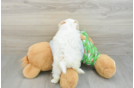 Maltipoo Puppy for Adoption
