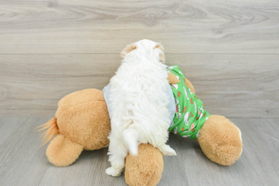 Maltipoo Puppy for Adoption