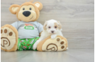 Friendly Maltipoo Baby