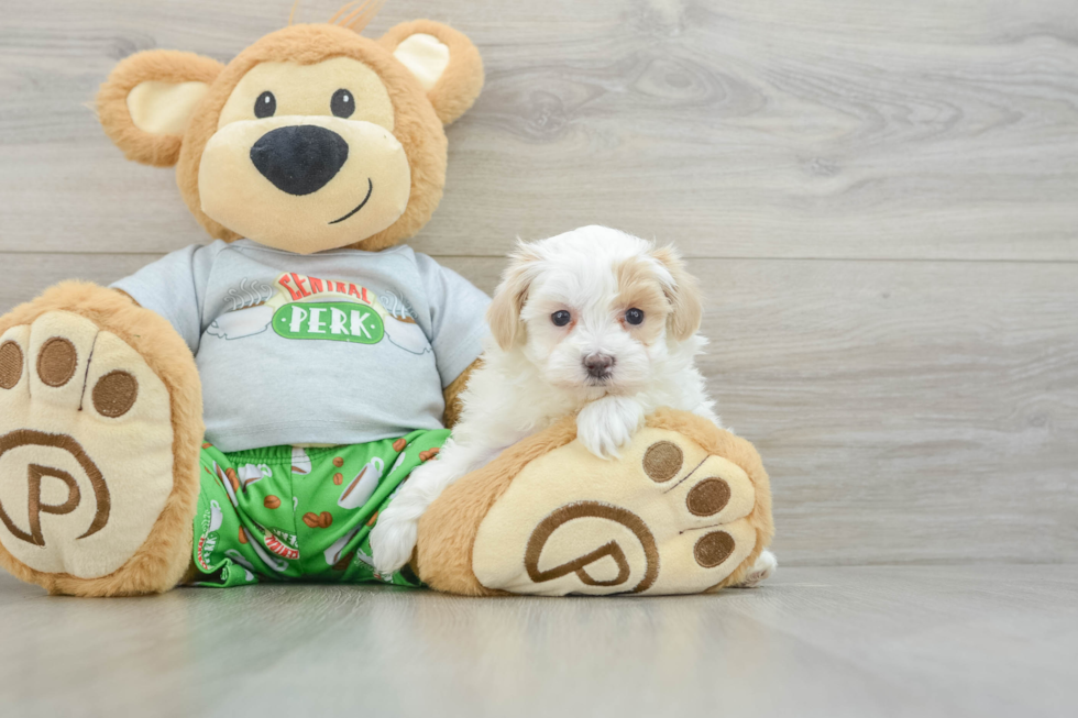 Friendly Maltipoo Baby
