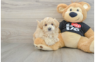Maltipoo Puppy for Adoption