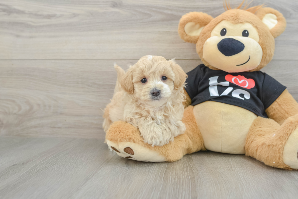 Maltipoo Puppy for Adoption