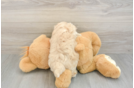 Cute Maltipoo Baby