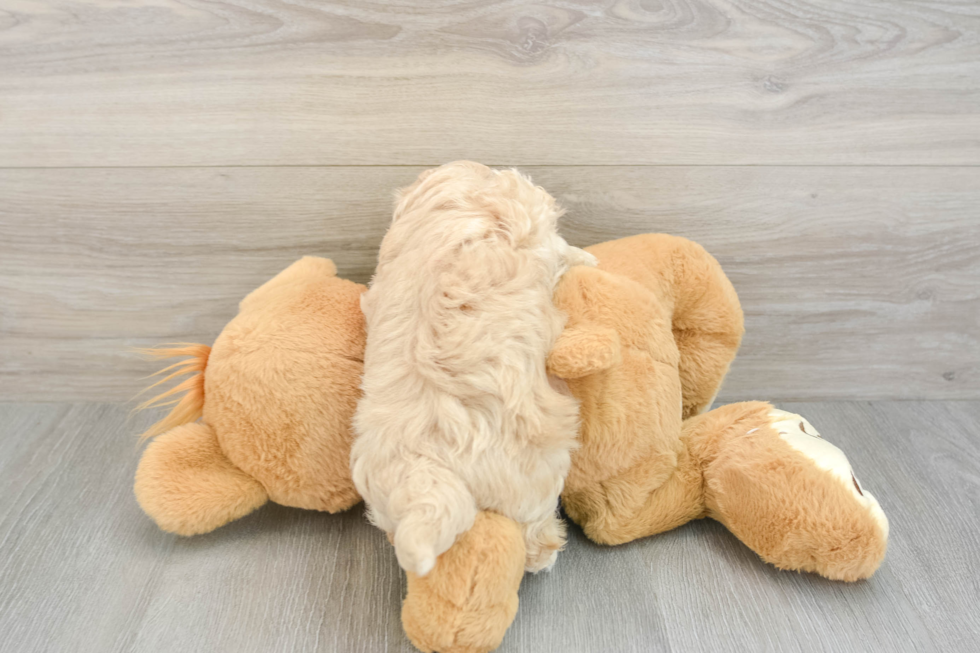 Cute Maltipoo Baby
