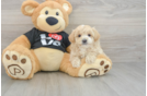 Best Maltipoo Baby