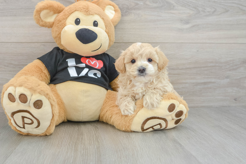 Best Maltipoo Baby