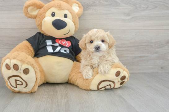 Best Maltipoo Baby