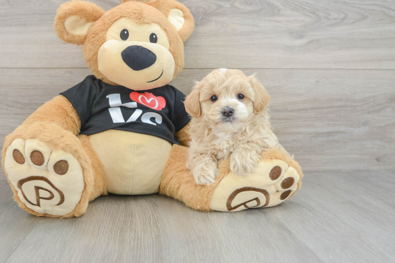Meet Alfredo - our Maltipoo Puppy Photo 3/3 - Premier Pups
