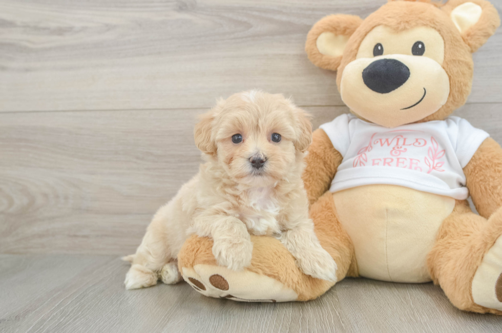 6 week old Maltipoo Puppy For Sale - Premier Pups