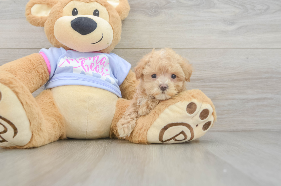 5 week old Maltipoo Puppy For Sale - Premier Pups