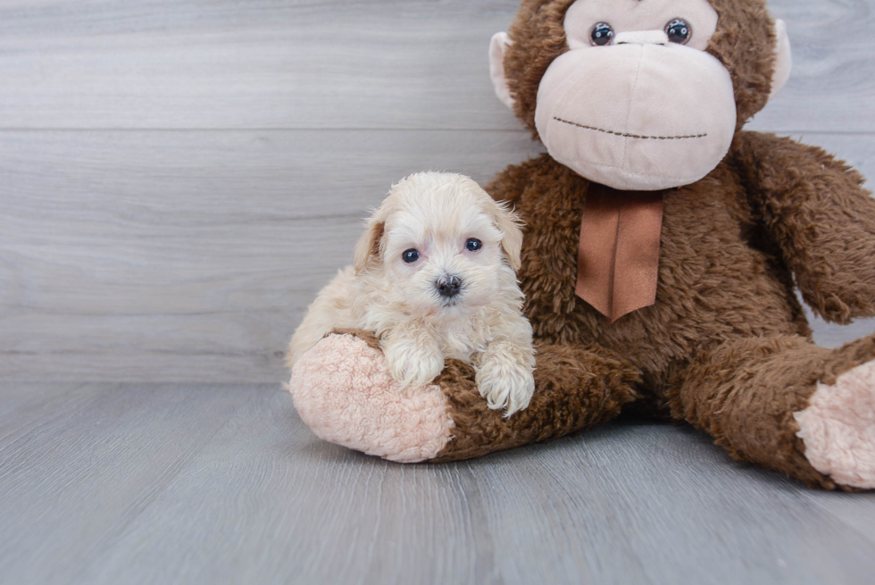 Funny Maltipoo Poodle Mix Pup