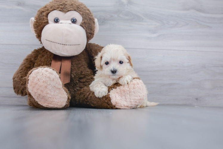 Maltipoo Puppy for Adoption