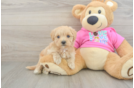 Petite Maltipoo Poodle Mix Pup