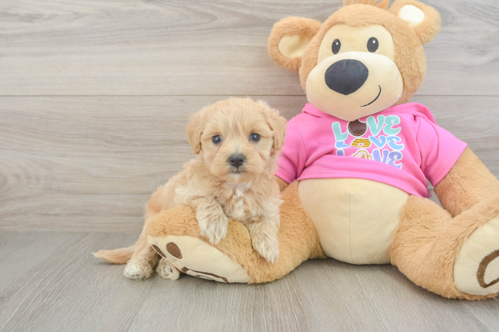 Petite Maltipoo Poodle Mix Pup