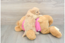 Best Maltipoo Baby