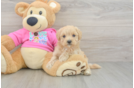 Petite Maltipoo Poodle Mix Pup