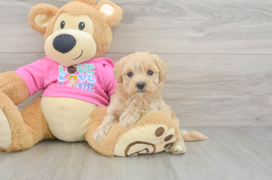 Petite Maltipoo Poodle Mix Pup