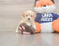 8 week old Maltipoo Puppy For Sale - Premier Pups
