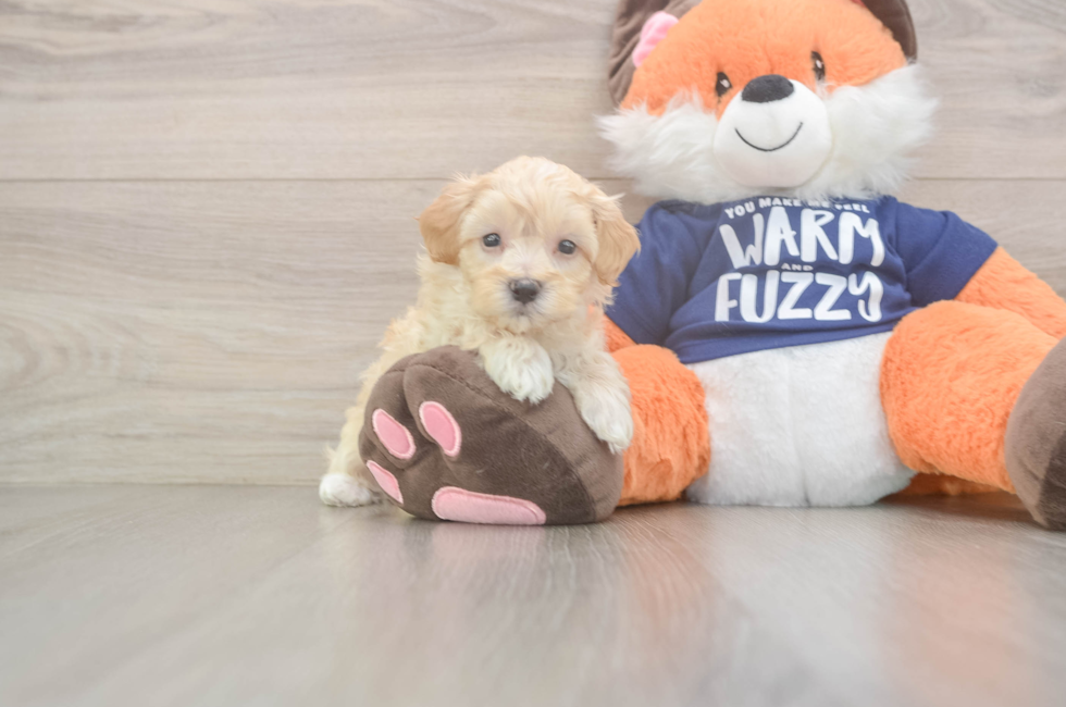 6 week old Maltipoo Puppy For Sale - Premier Pups