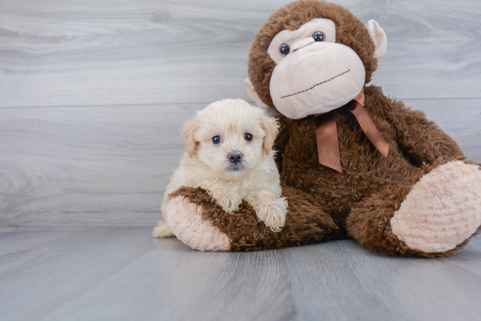 Maltipoo Puppy for Adoption