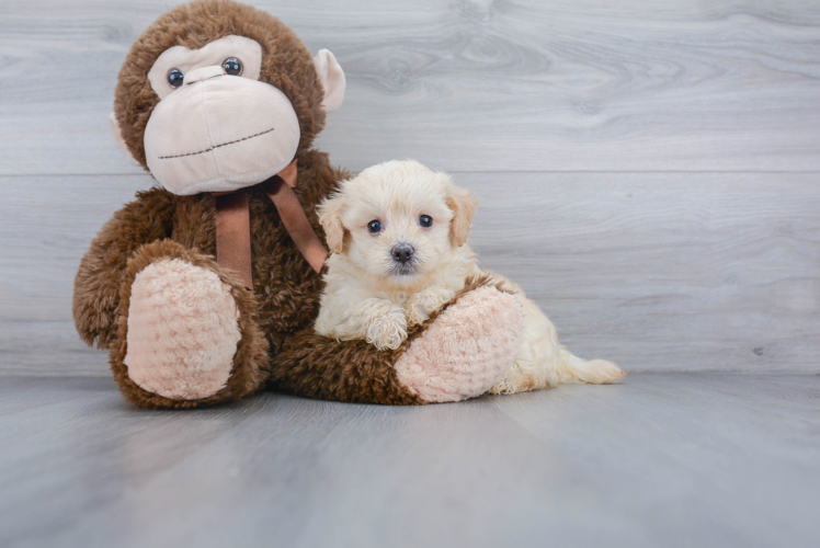 Friendly Maltipoo Baby