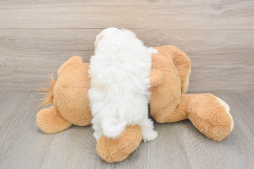 Maltipoo Pup Being Cute