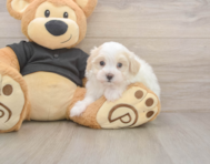 8 week old Maltipoo Puppy For Sale - Premier Pups