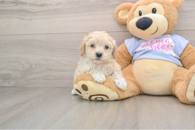 Energetic Maltidoodle Poodle Mix Puppy