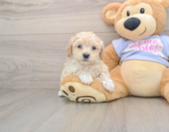 9 week old Maltipoo Puppy For Sale - Premier Pups