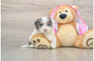 Sweet Maltipoo Baby