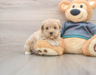 8 week old Maltipoo Puppy For Sale - Premier Pups