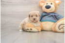 Happy Maltipoo Baby