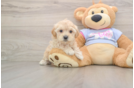 Maltipoo Puppy for Adoption