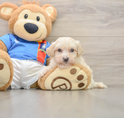 6 week old Maltipoo Puppy For Sale - Premier Pups