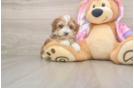 Best Maltipoo Baby