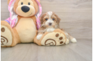 Maltipoo Pup Being Cute
