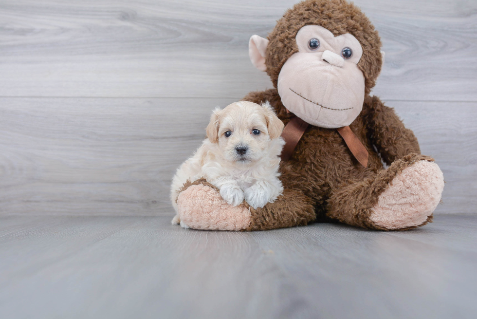 Fluffy Maltipoo Poodle Mix Pup