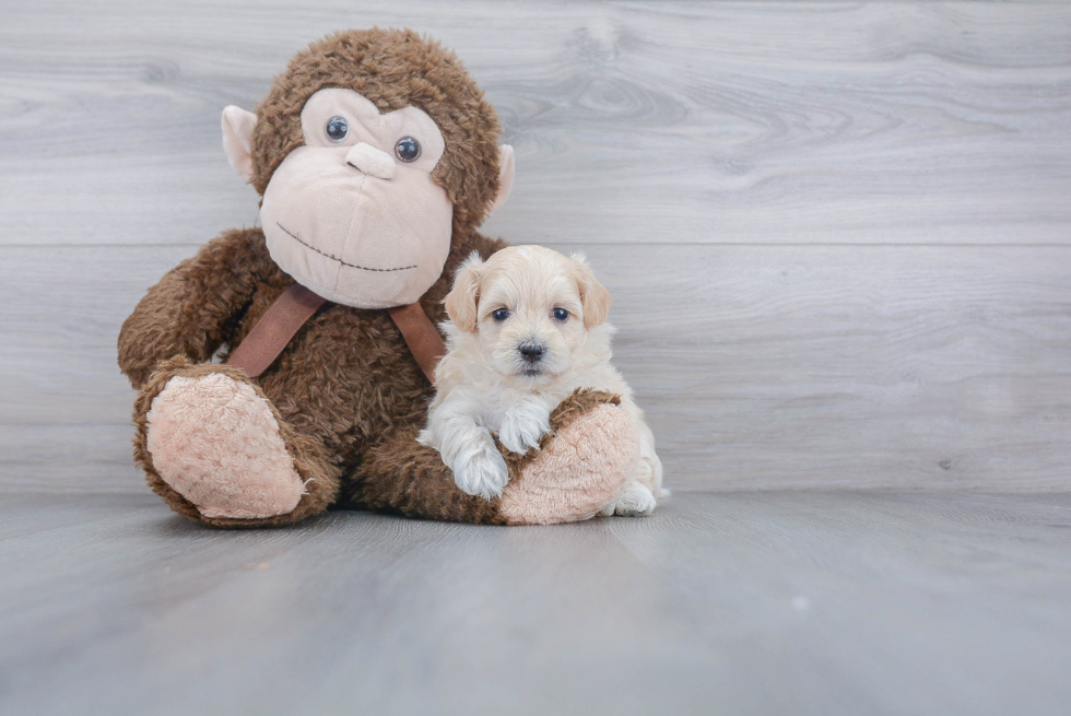 Maltipoo Puppy for Adoption