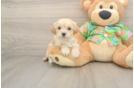 Best Maltipoo Baby