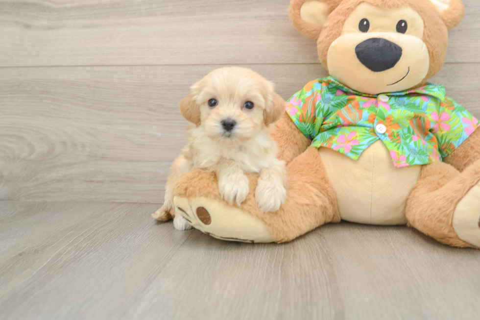 Best Maltipoo Baby