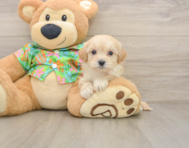 8 week old Maltipoo Puppy For Sale - Premier Pups