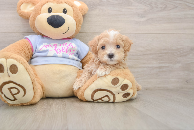 Sweet Maltipoo Baby