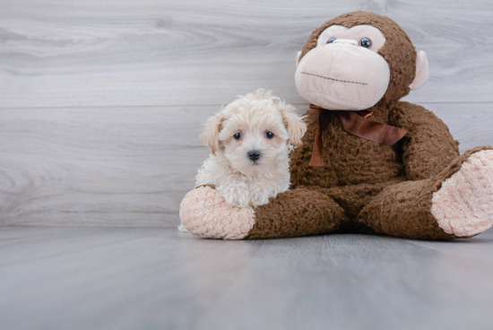 Best Maltipoo Baby