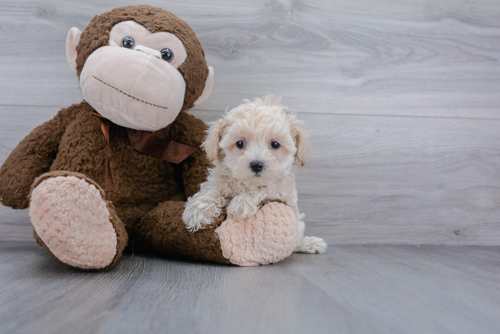 Maltipoo Puppy for Adoption