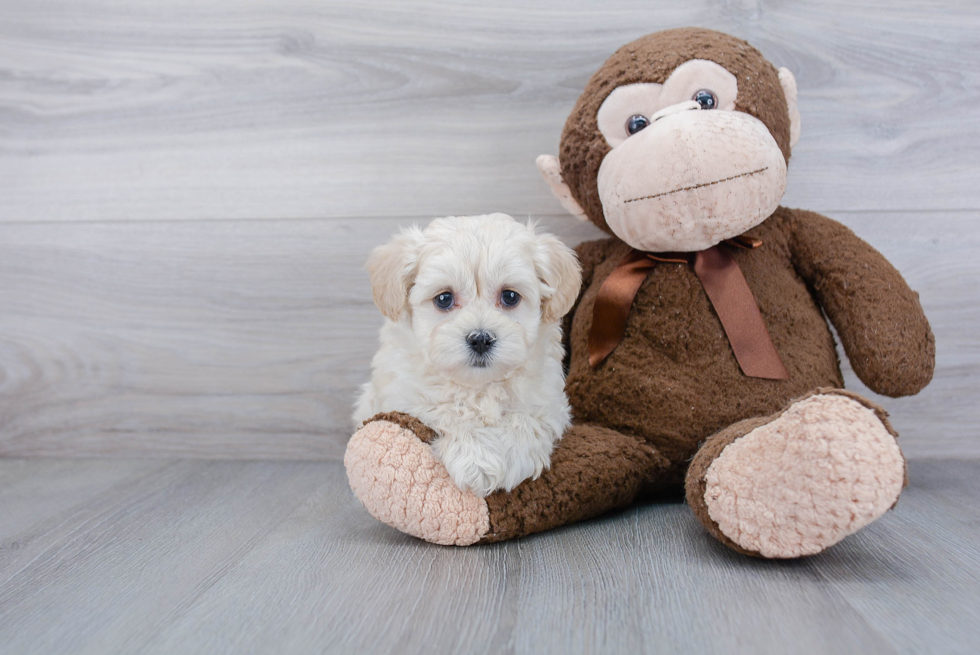 Maltipoo Pup Being Cute