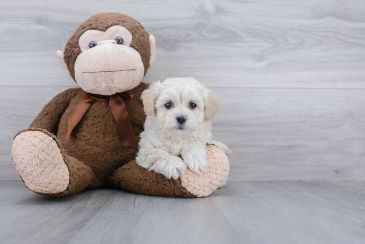 Maltipoo Pup Being Cute