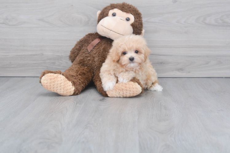 Energetic Maltepoo Poodle Mix Puppy